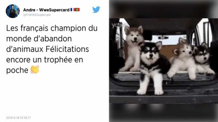 Les Français, champions d’Europe des abandons d’animaux, selon 30 Millions d’amis