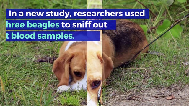 Dogs Can Detect Lung Cancer With 97% Accuracy