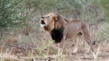 Madikwe Lion Roar