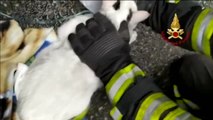 Reaniman a dos gatos intoxicados por un incendio en una vivienda en Turín