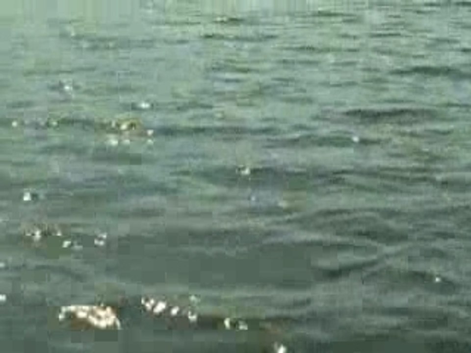 Suno Sajna Papihe Ne - Aaye Din Bahar Ke