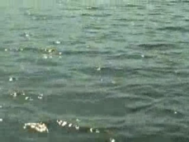 Suno Sajna Papihe Ne - Aaye Din Bahar Ke