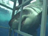 Un grand requin blanc vient croquer la cage de protection de ces plongeurs - Guadalupe, Mexique