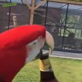 Ce perroquet est dressé pour décapsuler les bières