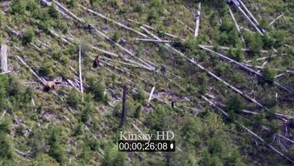 Un ours en chasse un autre et le poursuit jusqu'en haut d'un arbre de 30m !