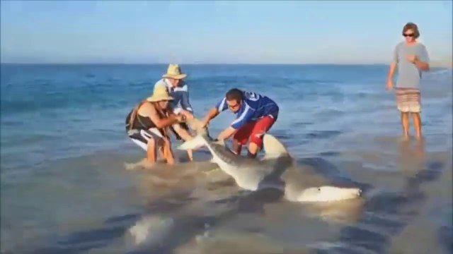 Des touristes sauvent un requin tigre échoué sur la plage