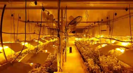 Detenidos por cultivo ilegal de sustancias estupefacientes