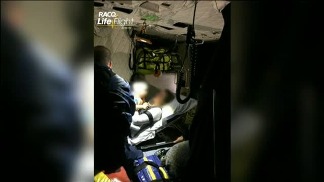 Un bebé de 14 meses sobrevive al ataque de un dingo australiano