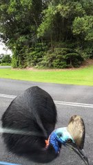 Cassowary Comes in Close