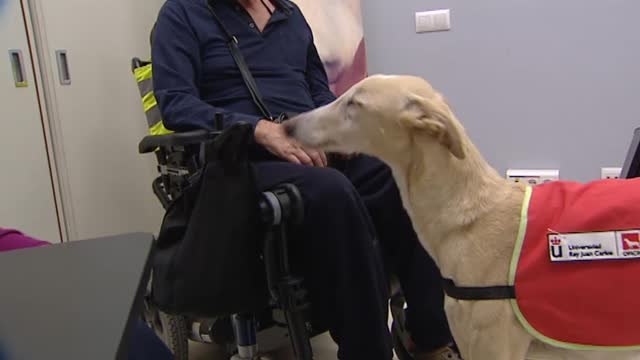 Una pionera terapia con perros para ayudar a los enfermos de ELA