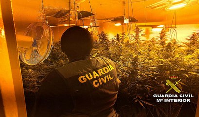 Intervienen 400 plantas cultivadas en viviendas de Roquetas