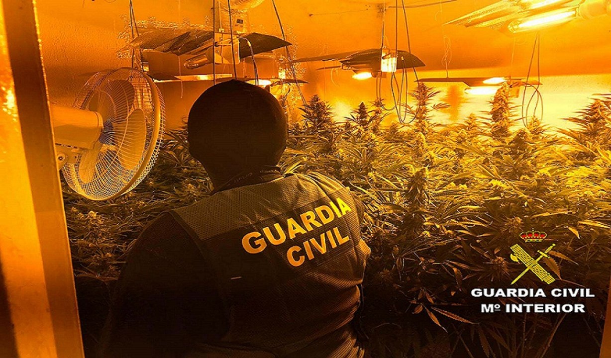 Intervienen 400 plantas cultivadas en viviendas de Roquetas