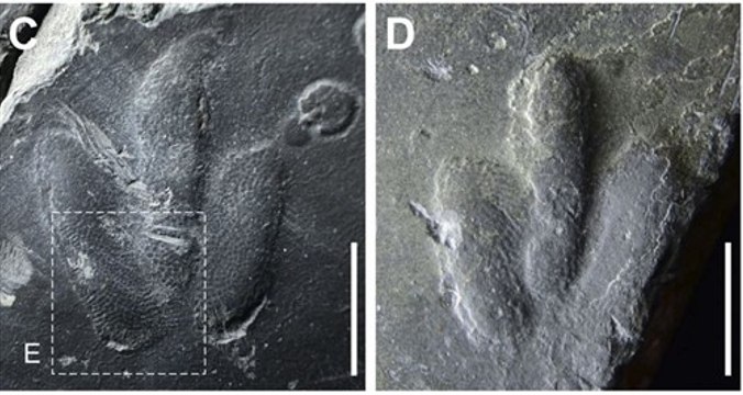 Halladas impresiones de piel de dinosaurio preservadas