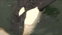 La 'cárcel de ballenas' más grande del mundo comenzará a liberar a los cetáceos en junio