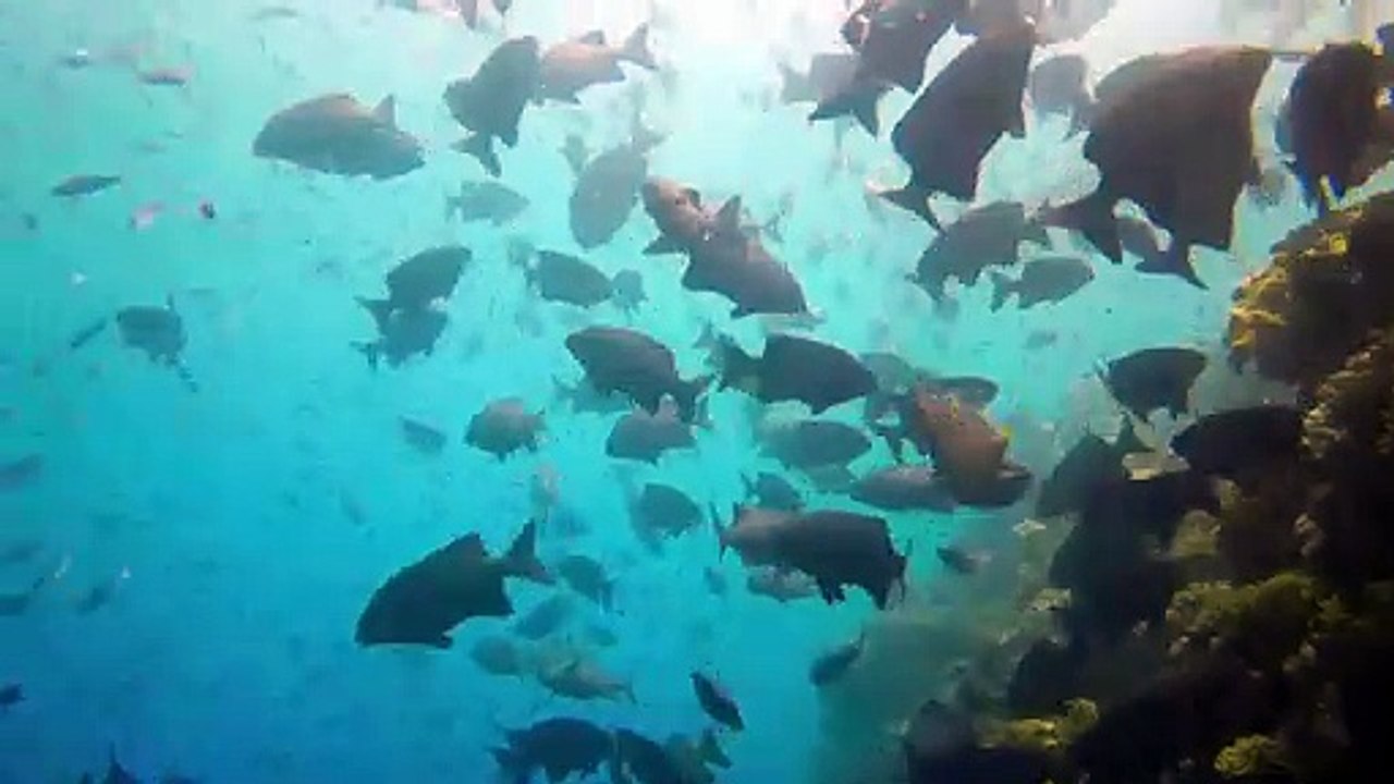 Great Barrier Reef Documentary movie
