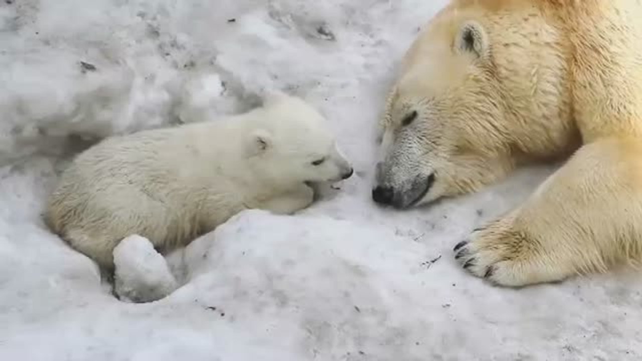 National Geographic cumple 130 años