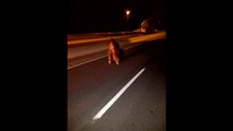 Una decena de vacas deambulan por una autopista en Canadá tras un accidente de tráfico