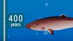 What Are The Longest Living Life Forms On Earth? - Great Animation Comparing Lifespans