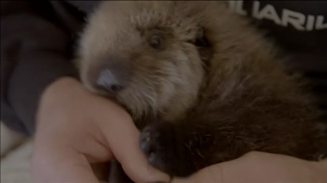 Rescatadas dos nutrias en Estados Unidos