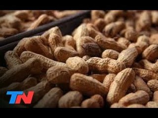 Así es la planta de maní que produce energía