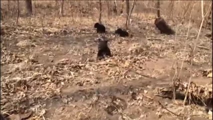 Rescatan a tres oseznos al este de Rusia