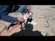 Leash Trained Siamese Cat Walks on Beach
