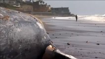El cadáver de una ballena gris sorprende a los bañistas de Malibú