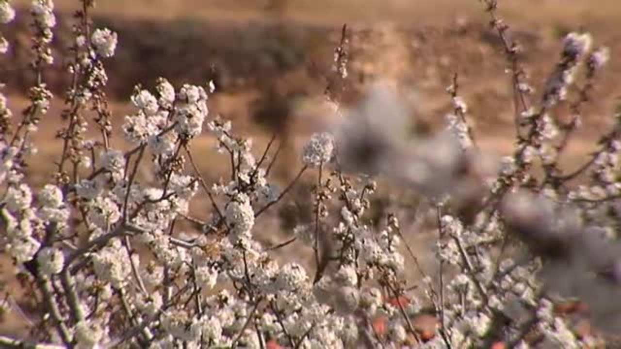 Los cerezos del Jerte anuncian la llegada de la Primavera