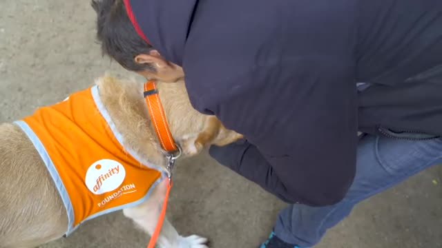 31 perros entre rejas para ayudar a 4.500 presos españoles