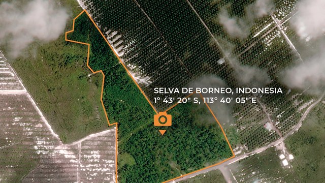 TRAPA salva parte de una selva de Borneo