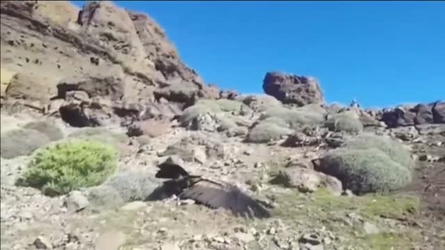 Denuncian la muerte masiva de cóndores envenenados en Argentina