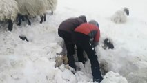 Más de 20 ovejas mueren sepultadas en la nieve por el ataque de perros domésticos