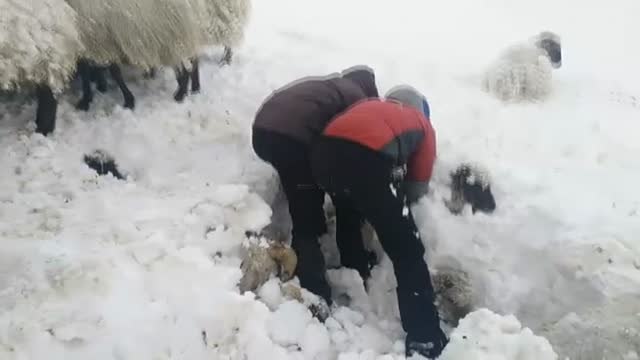 Más de 20 ovejas mueren sepultadas en la nieve por el ataque de perros domésticos