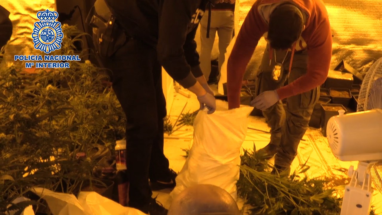 Desarticulado un conocido clan dedicado al cultivo de marihuana