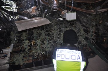 Desmantelado un invernadero de marihuana en Bizkaia