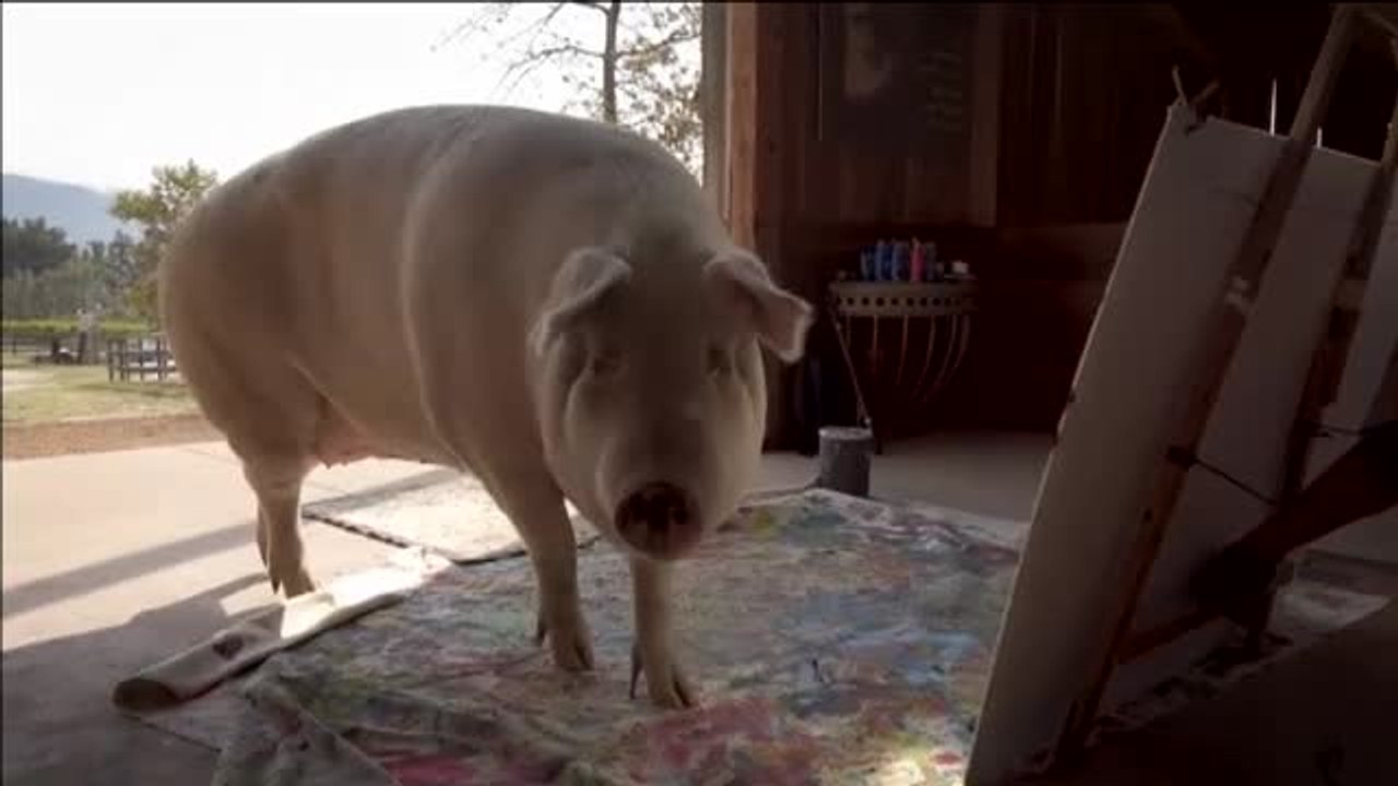 Pigcasso, la cerdita artista