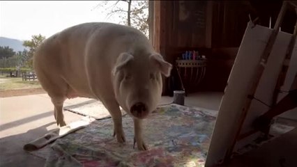 Pigcasso, la cerdita artista