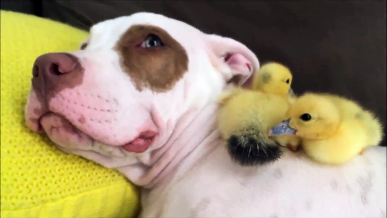 si no te gustan los pitbull ve esto