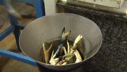 La invasión del cangrejo azul