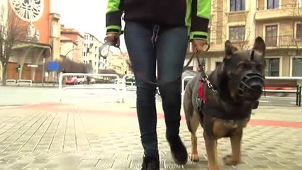 Víctimas de violencia machista reivindican que se regulen los perros asistenciales