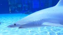 Oceanogràfic València dedica este 2019 a los tiburones del acuario