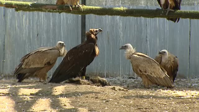 El Día de la Naturaleza recuerda la necesidad de preservar la fauna y la flora