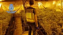 Prisión por cultivar más de 2.200 plantas de marihuana
