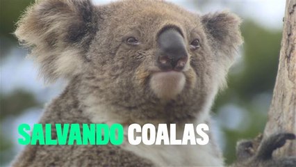 Os coalas estão desaparecendo