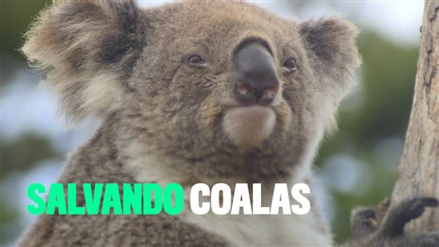 Os coalas estão desaparecendo