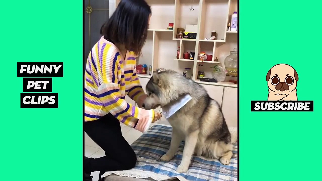 Tik Tok Pets: Funny Cute Animals #22
