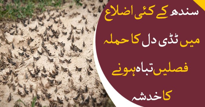 Locusts descend on parts of Sindh after attacking Balochistan