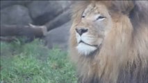 Una leona mata al padre de sus cachorros en un zoo de EEUU