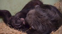 Nacimiento de mellizos de chimpancé en Bioparc Valencia
