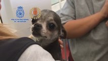 Rescatados doce chihuahuas de un criadero ilegal